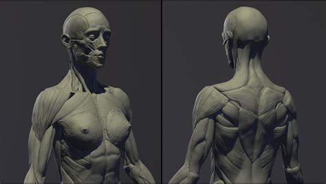 anatomy female nude|ArtStation .